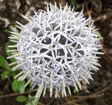 Attēlu rezultāti vaicājumam “Echinops sphaerocephalus flower”