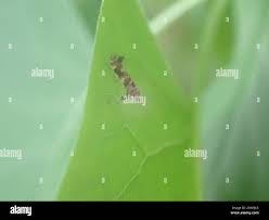 Attēlu rezultāti vaicājumam “Gracillaria syringella larva”