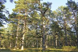 Attēlu rezultāti vaicājumam “Pinus sylvestris var. turfosa”
