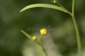 Attēlu rezultāti vaicājumam “Ranunculus lanuginosus bud”