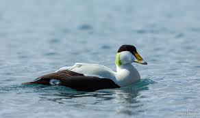 Attēlu rezultāti vaicājumam “Somateria mollissima male”