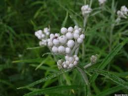 Attēlu rezultāti vaicājumam “Anaphalis margaritacea leaf”