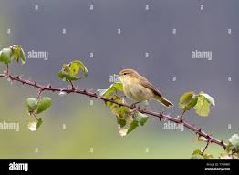 Image result for Phylloscopus ibericus