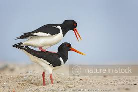 Attēlu rezultāti vaicājumam “Haematopus ostralegus adult”
