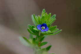 Attēlu rezultāti vaicājumam “Veronica arvensis flower”