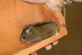 Attēlu rezultāti vaicājumam “Sicista betulina”