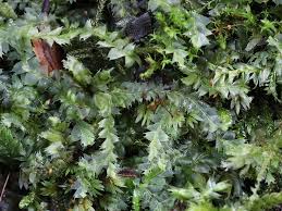 Attēlu rezultāti vaicājumam “Lophocolea bidentata”