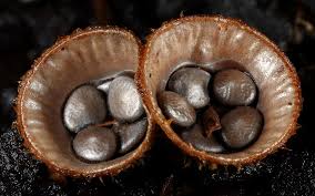 Attēlu rezultāti vaicājumam “Cyathus striatus”