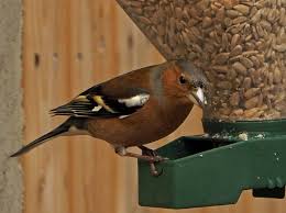 Attēlu rezultāti vaicājumam “Fringilla coelebs male”