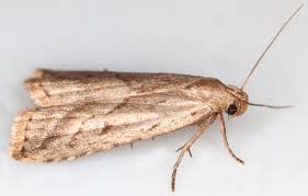 Attēlu rezultāti vaicājumam “Hypenodes humidalis”