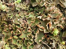 Attēlu rezultāti vaicājumam “Peltigera malacea”