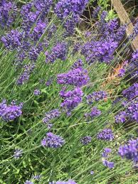 Attēlu rezultāti vaicājumam “Lavandula angustifolia”