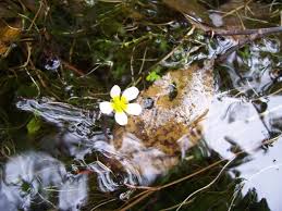 Attēlu rezultāti vaicājumam “Batrachium circinatum flower”