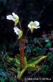 Attēlu rezultāti vaicājumam “Pinguicula alpina”