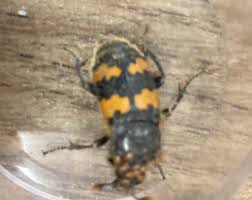 Attēlu rezultāti vaicājumam “Nicrophorus vespillo”