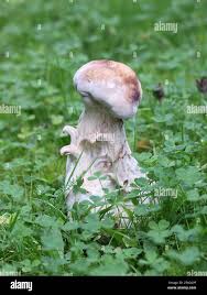 Attēlu rezultāti vaicājumam “Hypomyces chrysospermus”