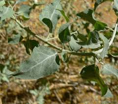 Attēlu rezultāti vaicājumam “Atriplex calotheca leaf”