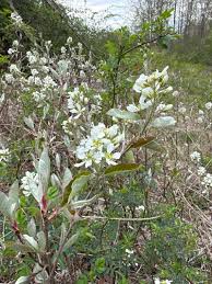 Attēlu rezultāti vaicājumam “Amelanchier spicata flower”