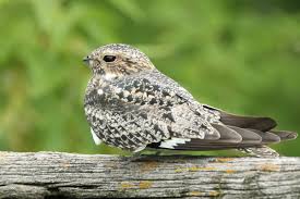 Image result for Chordeiles minor