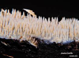 Attēlu rezultāti vaicājumam “Mycoacia fuscoatra”