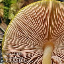 Attēlu rezultāti vaicājumam “Pluteus leoninus”