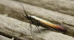 Attēlu rezultāti vaicājumam “Coleophoridae”