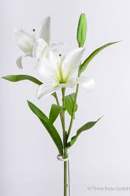 Image result for Lilie