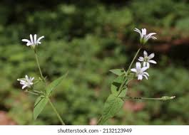 Attēlu rezultāti vaicājumam “Stellaria nemorum bud”