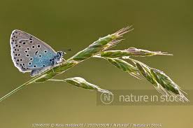 Attēlu rezultāti vaicājumam “Phengaris arion”