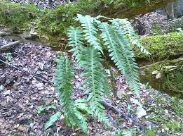 Attēlu rezultāti vaicājumam “Polypodium vulgare”
