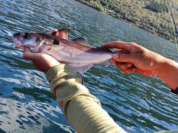 Image result for Melanogrammus aeglefinus