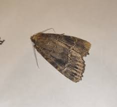 Attēlu rezultāti vaicājumam “Amphipyra perflua”