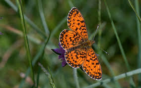 Attēlu rezultāti vaicājumam “Clossiana selene”