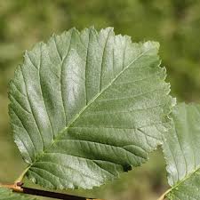 Attēlu rezultāti vaicājumam “Ulmus minor”