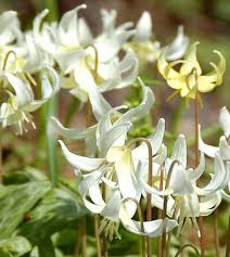 Attēlu rezultāti vaicājumam “Erythronium sibiricum flower”