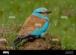 Attēlu rezultāti vaicājumam “Coracias garrulus”