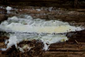 Attēlu rezultāti vaicājumam “Leucogyrophana sororia”