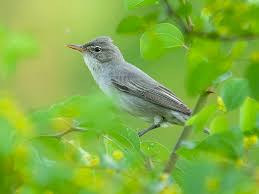 Image result for Hippolais olivetorum