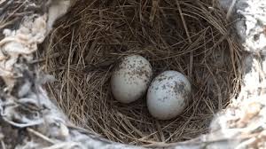 Attēlu rezultāti vaicājumam “Erithacus rubecula nest”