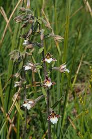 Attēlu rezultāti vaicājumam “Epipactis palustris leaf”