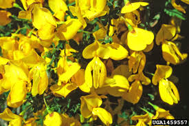 Attēlu rezultāti vaicājumam “Cytisus scoparius fruit”