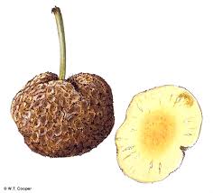 Attēlu rezultāti vaicājumam “Galega orientalis fruit”