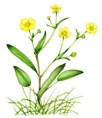 Attēlu rezultāti vaicājumam “Ranunculus flammula leaf”