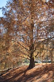 Attēlu rezultāti vaicājumam “Diderma montanum stalked”
