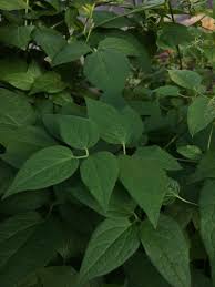 Attēlu rezultāti vaicājumam “Clematis leaf”