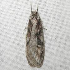 Attēlu rezultāti vaicājumam “Semioscopis oculella”