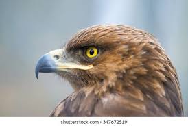 Attēlu rezultāti vaicājumam “Aquila pomarina”