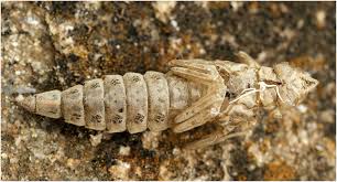 Attēlu rezultāti vaicājumam “Gomphus flavipes”