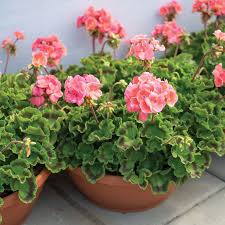 Attēlu rezultāti vaicājumam “Geranium bohemicum fruit”