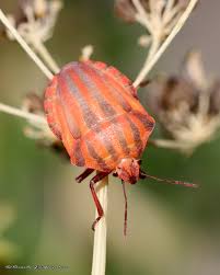 Attēlu rezultāti vaicājumam “Graphosoma lineatum imago”
